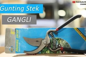 Gunting Stek GANGLI